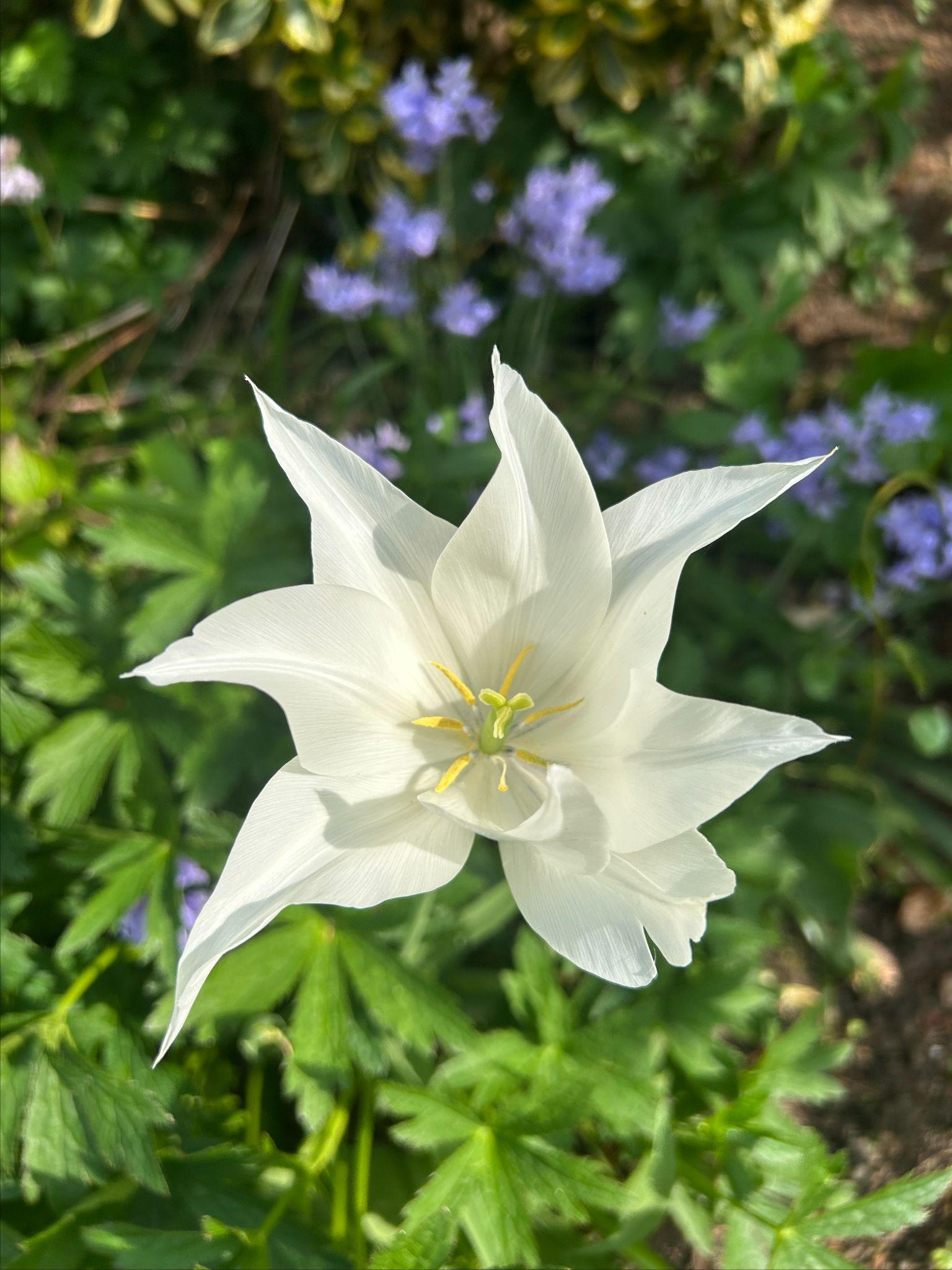 A tulip in the garden