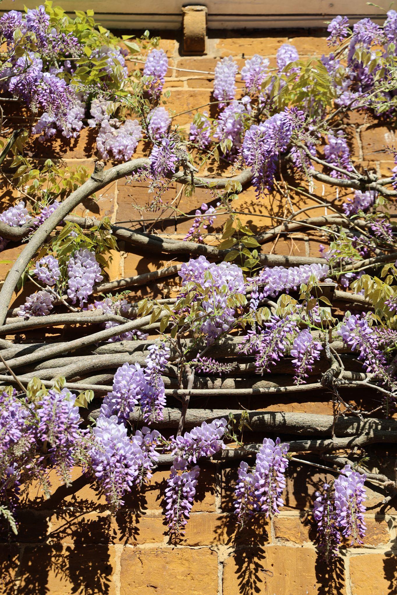 Wisteria on the front of the house.
