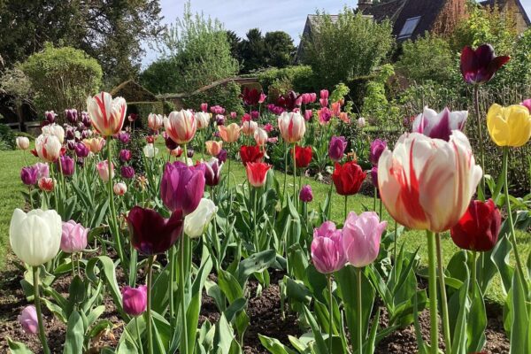 The super splendour of tulips in the garden.
